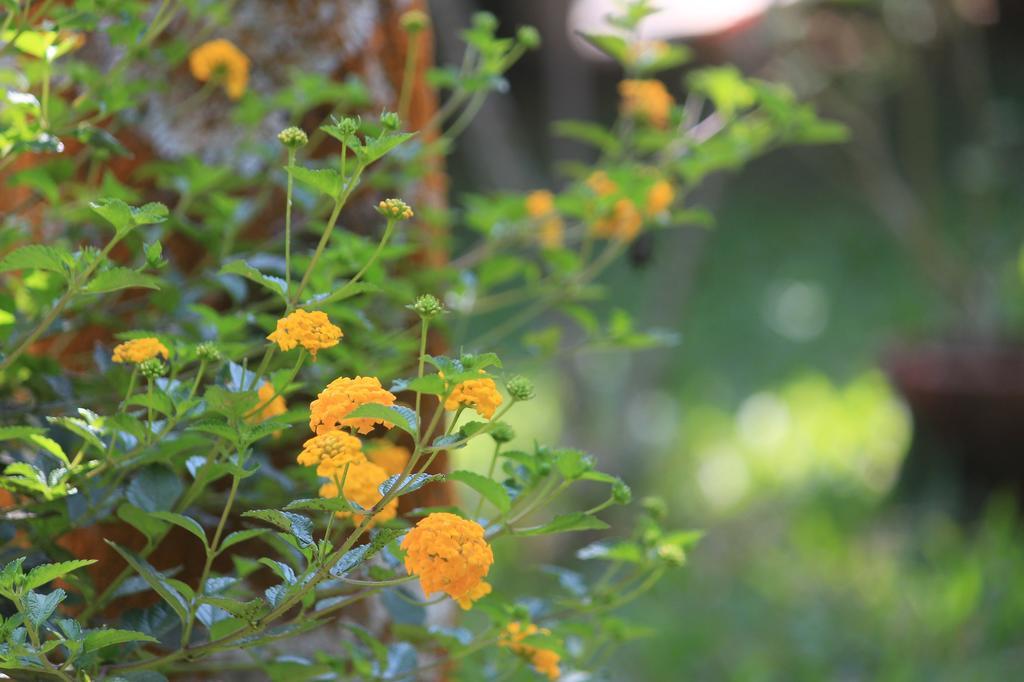 Green Ark Resorts Thekkady Eksteriør billede